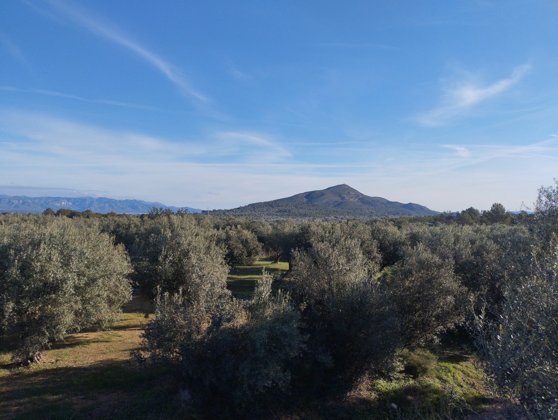 Extensa plantación de olivos de Roesan con paisaje mediterráneo y sierra al fondo