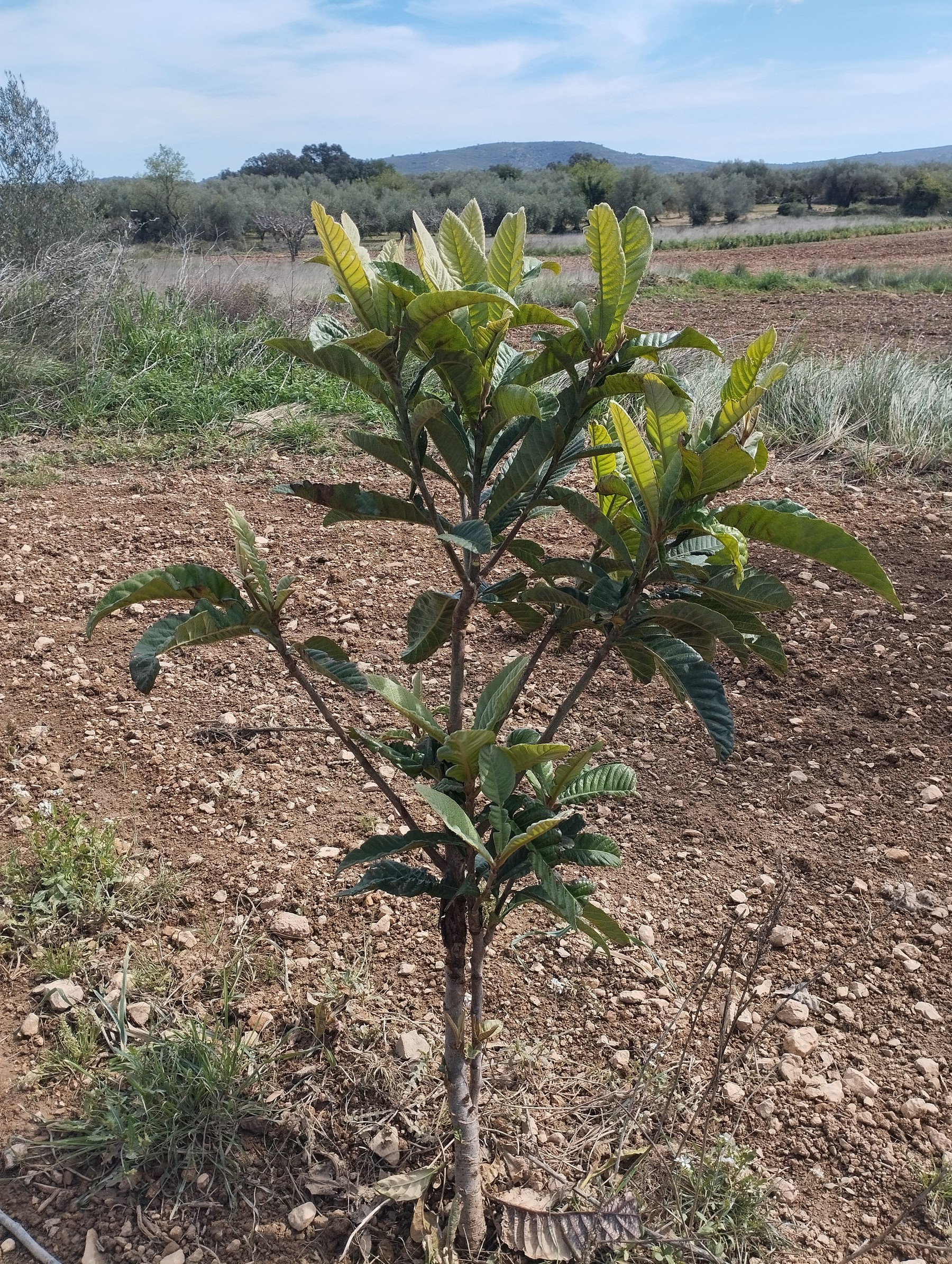 Frutal joven con brotes verdes y hojas nuevas en la plantación de Roesan