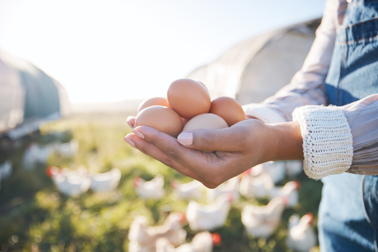 Huevos ecológicos frescos producidos en la granja Roesan Agropecuaria
