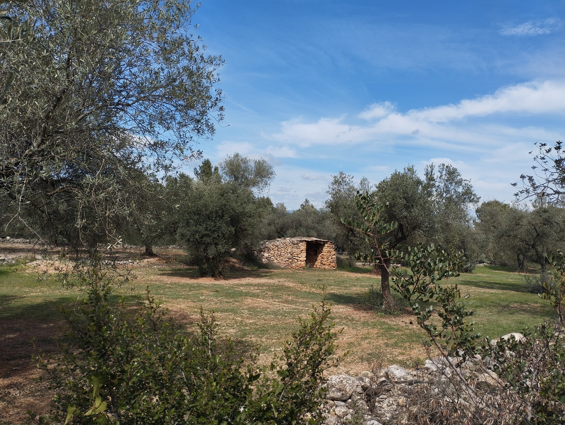 Caseta tradicional de piedra seca entre olivos centenarios en la finca Roesan, patrimonio rural