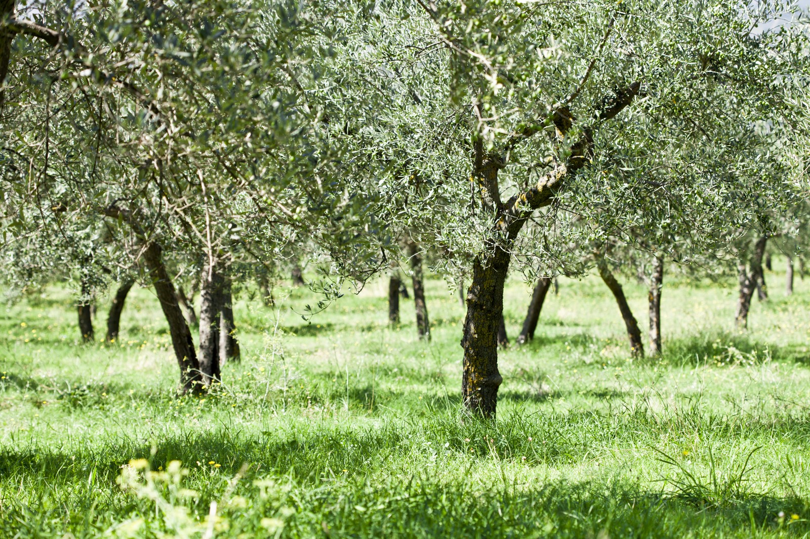 Extensión de olivares de Roesan Agropecuaria en La Jana, comarca del Baix Maestrat, Castelló