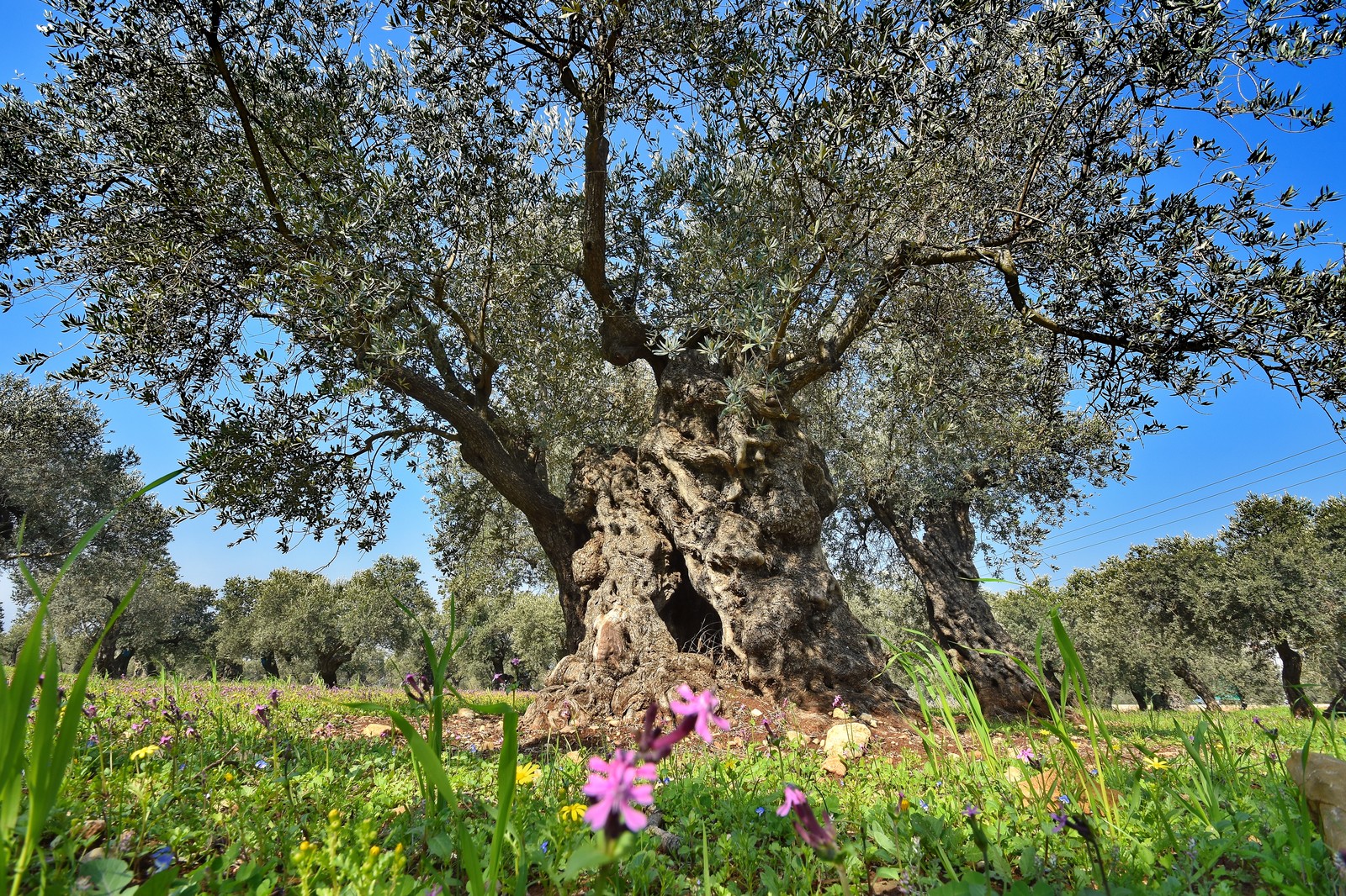 Olivo centenario en los campos de La Jana, símbolo de la tradición olivarera del Baix Maestrat