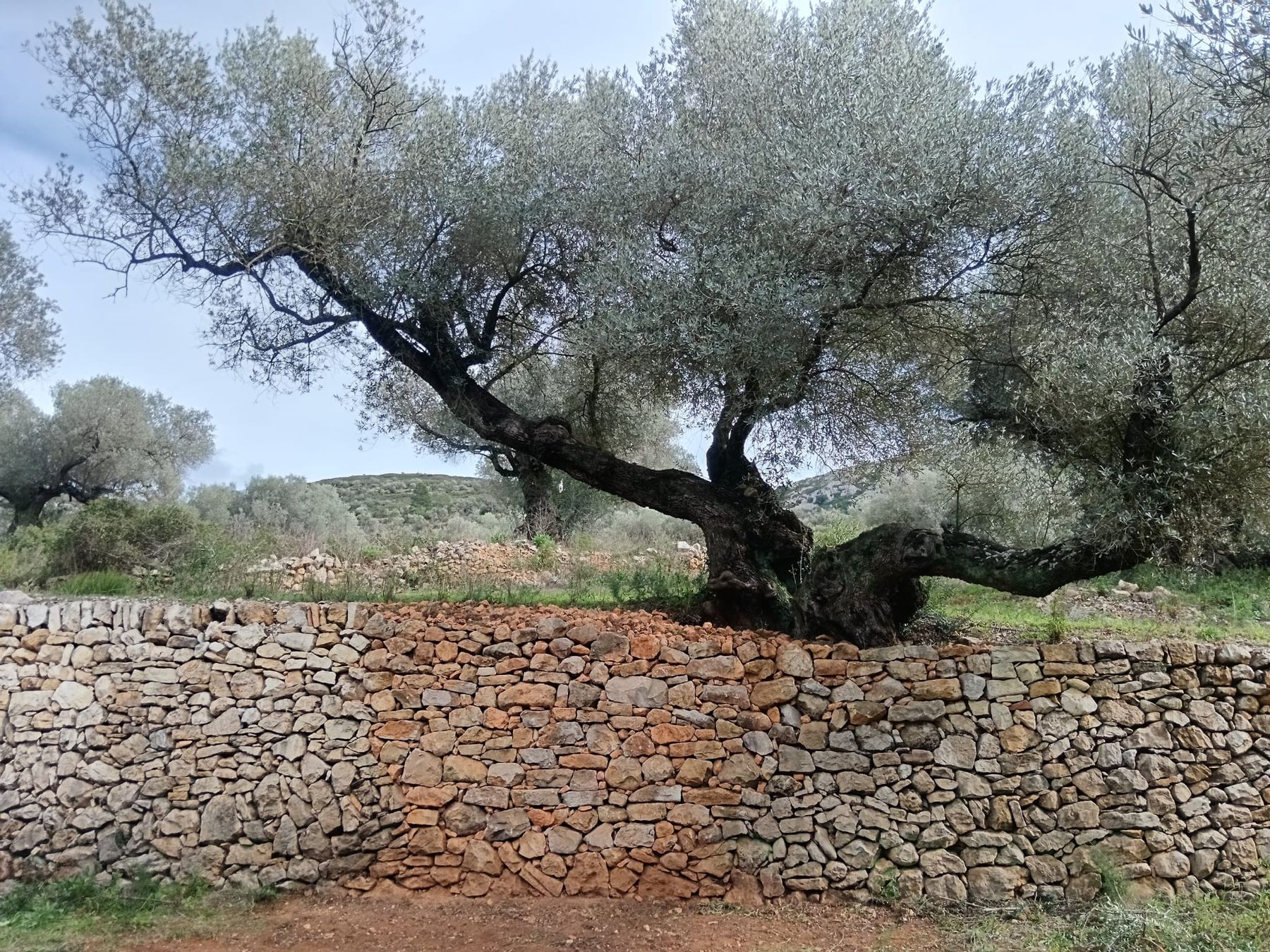 Olivo milenario centenario sobre pared de piedra en seco en La Jana, Castellón - Roesan Agropecuaria ecológica