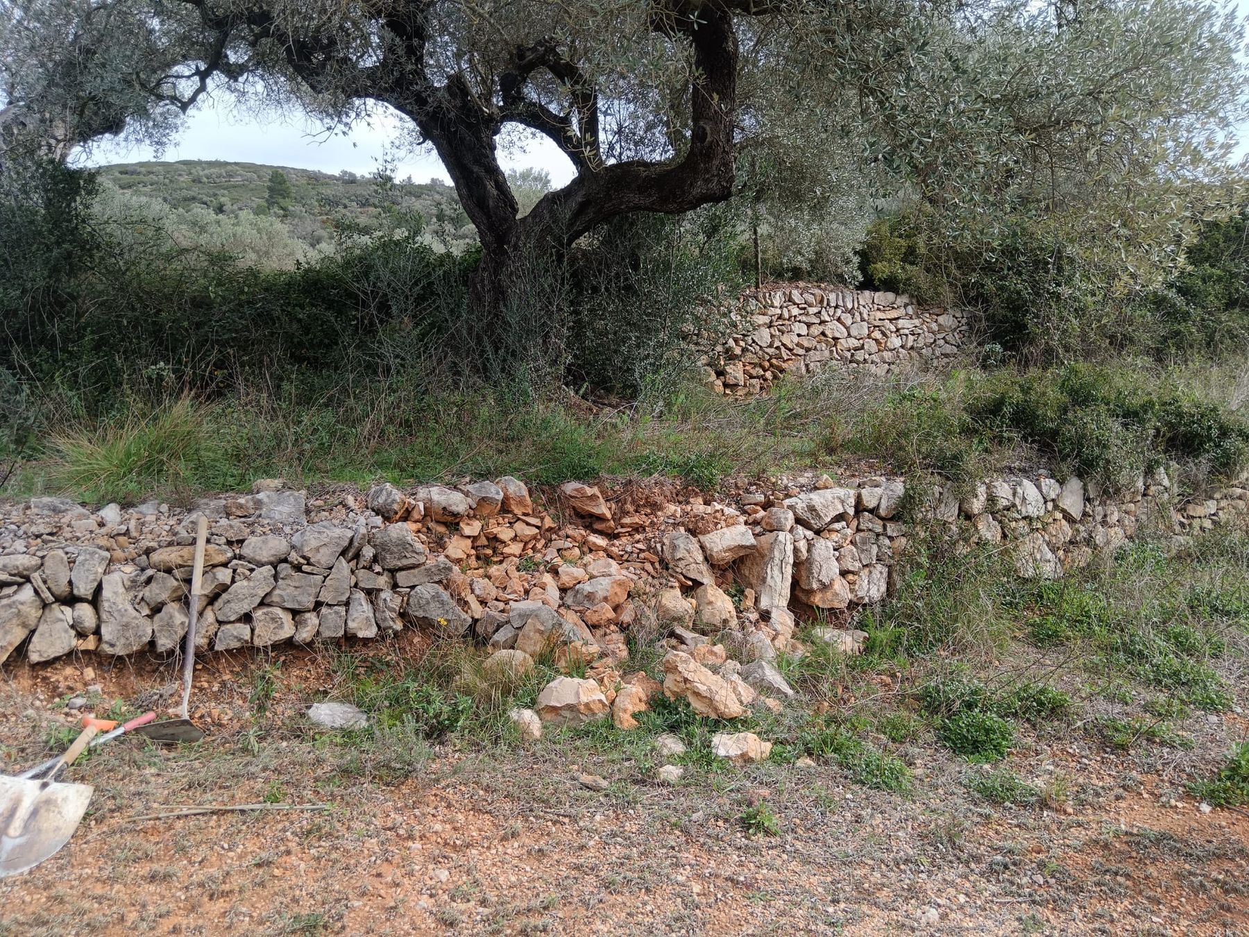 Olivo centenario junto a muro de piedra en seco, técnica tradicional de conservación del paisaje en La Jana, Castellón