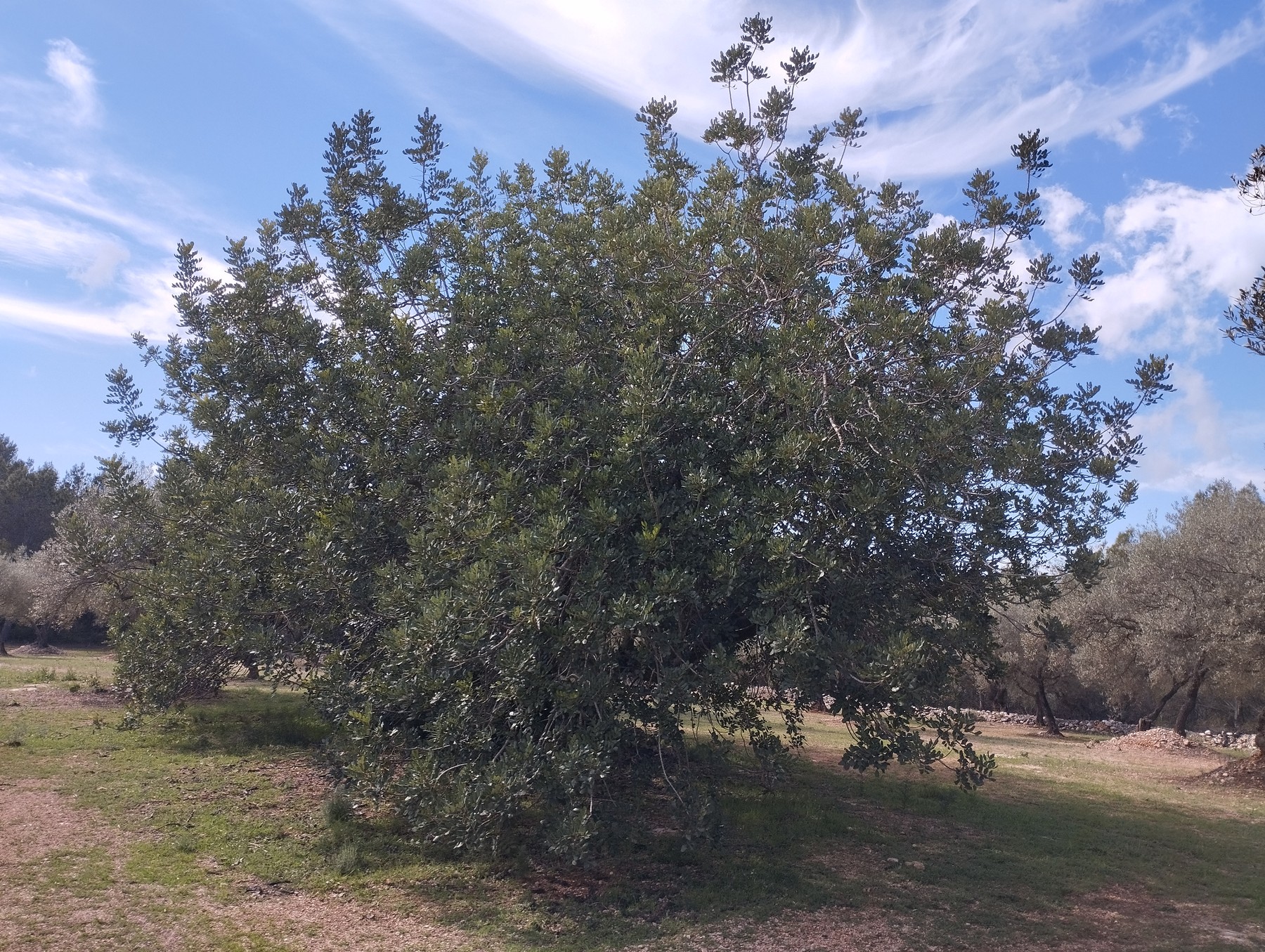 Algarrobo centenario de gran porte entre olivos en la finca de Roesan, La Jana