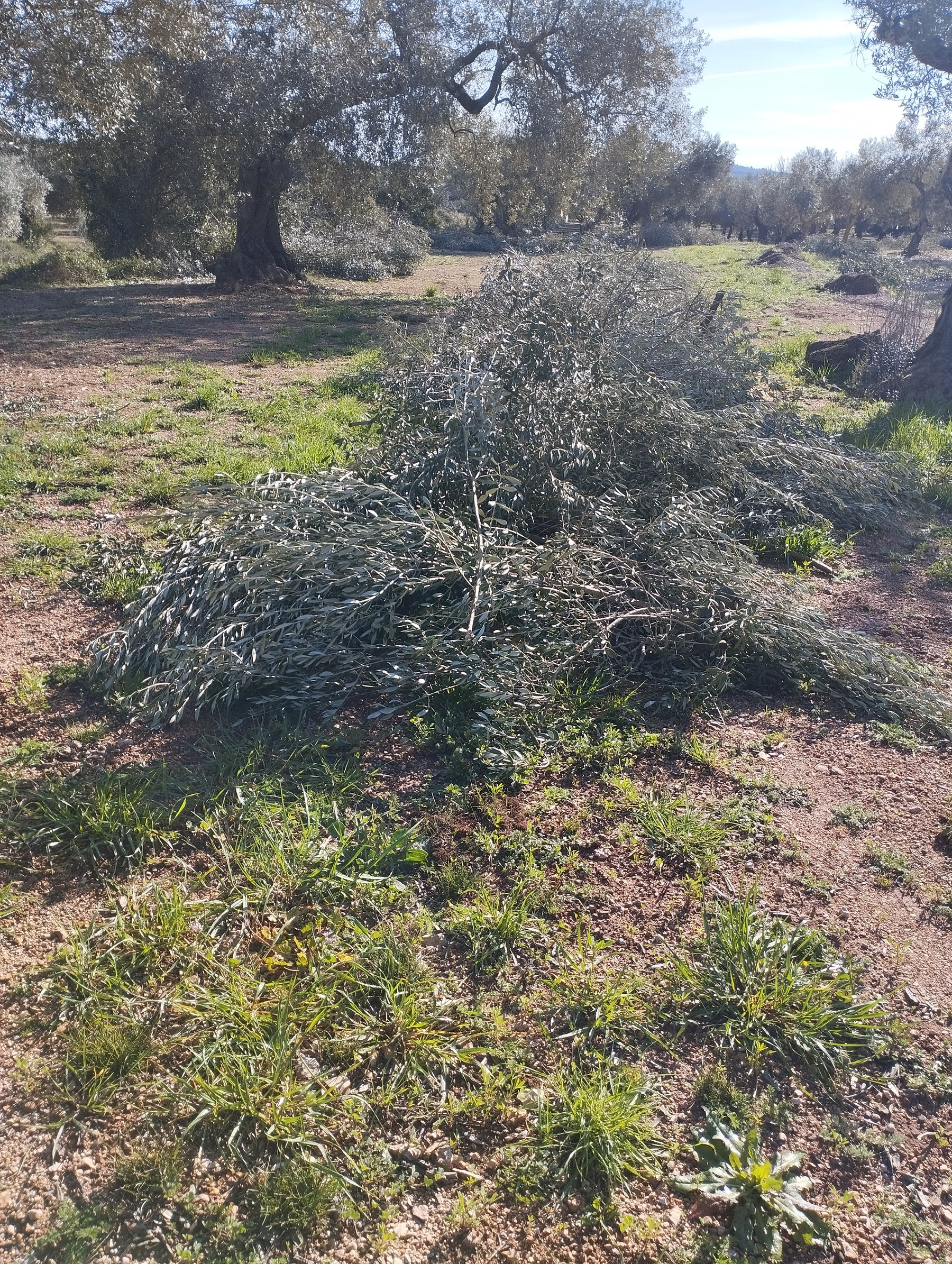 Montón de ramas de olivo podadas con olivos centenarios al fondo en Roesan